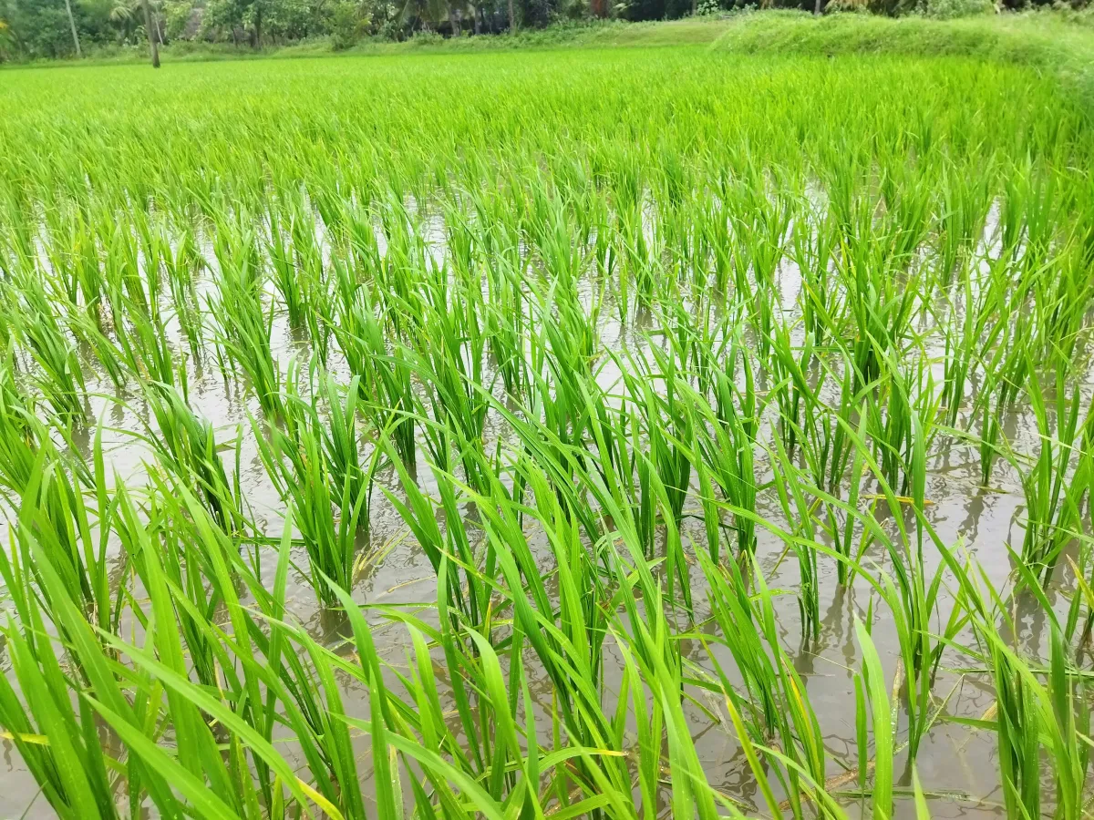 Arroz